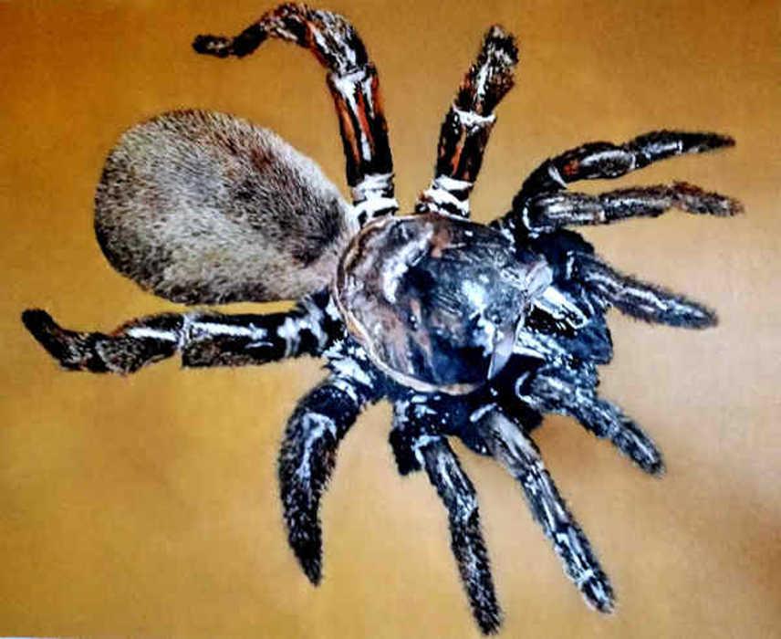 Olio su tela, 100 cm x 80 cm. Collezione animali endemici della Sardegna.