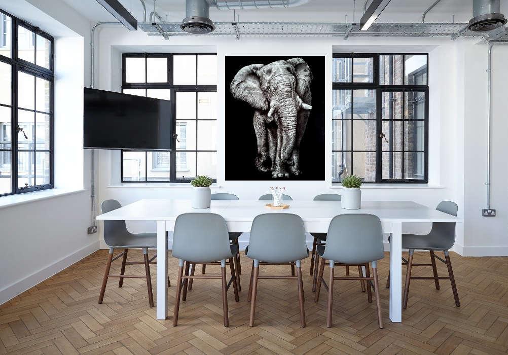 "Elefante bianco" 2017